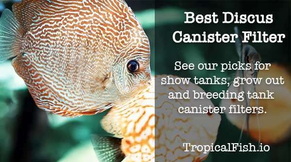 Best Canister Filter for Discus Fish Tanks